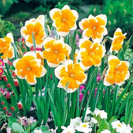 Нарцисс сплит-корона Orangery 12/14