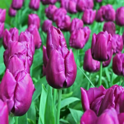 Тюльпан простой Purple Prince 10/11