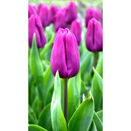 Тюльпан простой Purple Prince 10/11