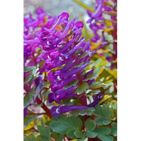 Хохлатка Purple Bird 6+
