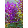 Хохлатка Purple Bird 6+