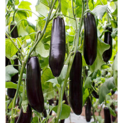 Семена Баклажан Анатолия F1, 10 сем. СЦ