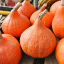 Семена Тыква Потимаррон, 5 шт. СЦ
