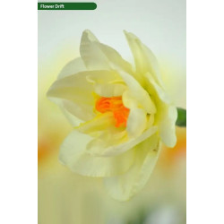 Нарцисс махровый Flower Drift 12/14