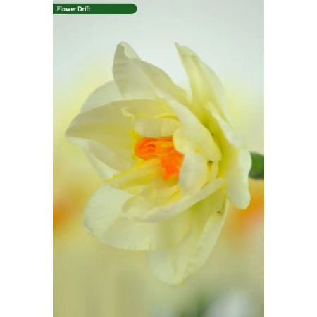 Нарцисс махровый Flower Drift 12/14