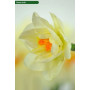 Нарцисс махровый Flower Drift 12/14