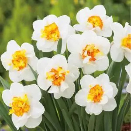 Нарцисс махровый Flower Drift 12/14