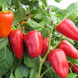 Семена Перец Сладкий Атлант 0,25 г Семена Украины