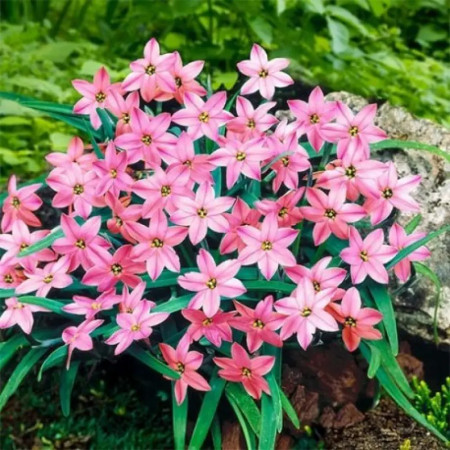 Ифейон Charlotte Bishop 4+ (розовый)