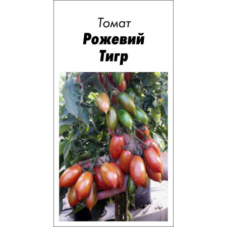 Семена Томат Розовый Тигр 15 шт (от коллекционера)