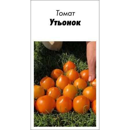 Семена Томат Утенок 15 шт (от коллекционера)