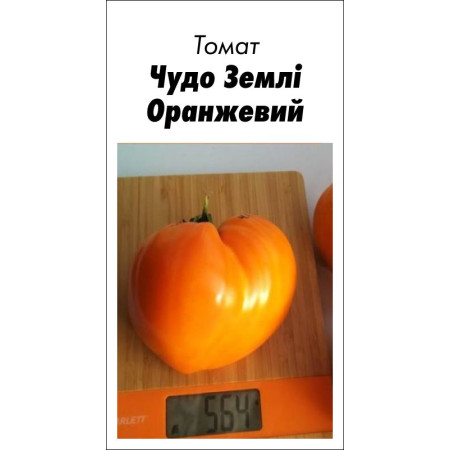 Семена Томат Чудо Земли Оранжевый 15 шт (от коллекционера)