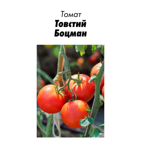 Семена Томат Толстый Боцман 15 шт (от коллекционера)