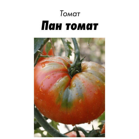 Семена Томат Пан томат 15 шт (от коллекционера)