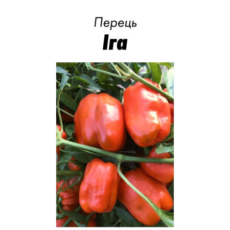 Семена Перец Сладкий Ига 15 с (от коллекционера)