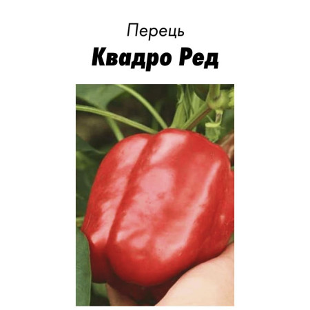 Семена Перец Сладкий Квадро Ред 15 с ( от коллекционера)