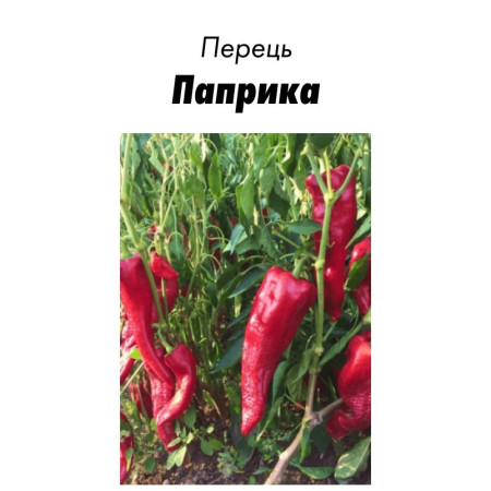 Семена Перец Сладкий Паприка 15 с ( от коллекционера)