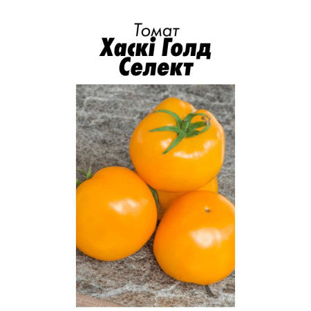 Семена Томат Гном Хаски Голд Селект 15 шт (от коллекционера)