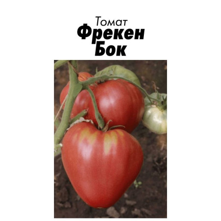 Семена Томат Фрекен Бок 15 шт (от коллекционера)