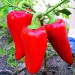 Семена Перец Сладкий Подарок Молдовы 1 г ТМ Урожай