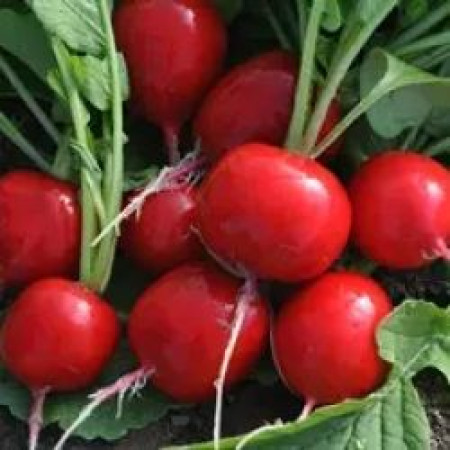 Семена Редис Сора 2 г ТМ Урожай