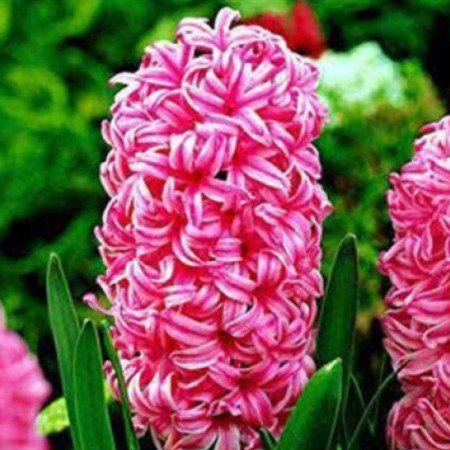 Гіацинт Pink Pearl 18/19