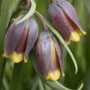 Фрітіларія uva-vulpis 8+