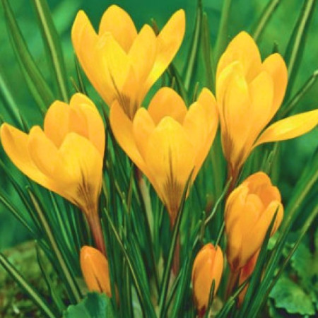 Крокус крупноцветковый Yellow 9/10