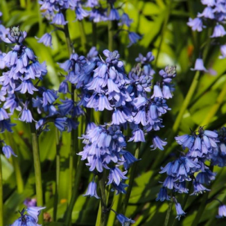 Гіацинтоідес Blauw 7/8