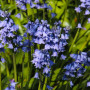 Гіацинтоідес Blauw 7/8