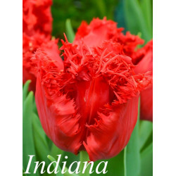Тюльпан бахромчатый Indiana 12+
