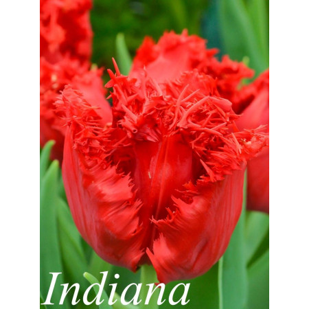 Тюльпан бахромчатый Indiana 12+