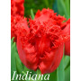 Тюльпан бахромчатый Indiana 12+