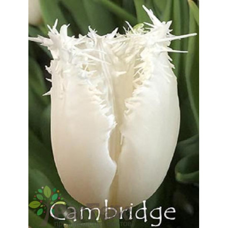Тюльпан бахромчатый Cambridge 12+