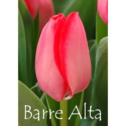 Тюльпан триумф Barre Alta 12+