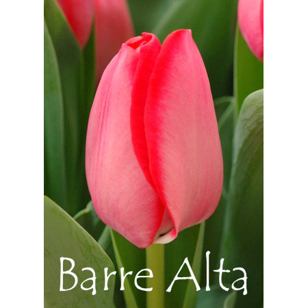 Тюльпан триумф Barre Alta 12+