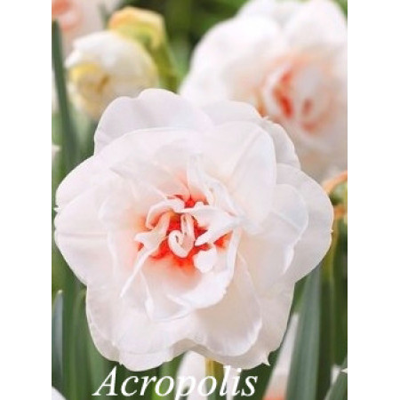 Нарцисс махровый Acropolis 12/14