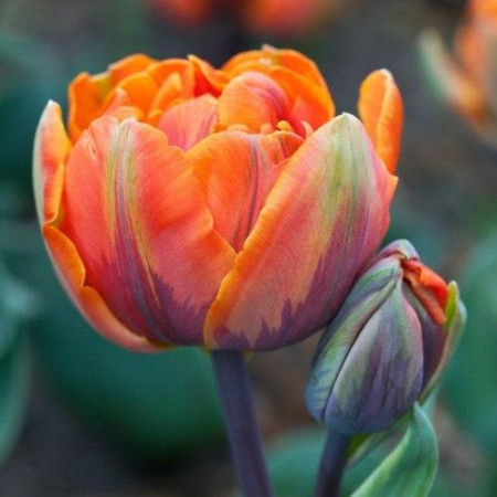 Тюльпан махровый Orange Princess 12/+