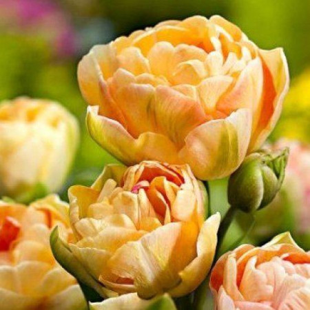 Тюльпан махровый Charming Beauty 11/12