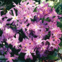 Хионодокса Rosea 5+
