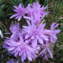 Колхикум Pleniflorum 13+