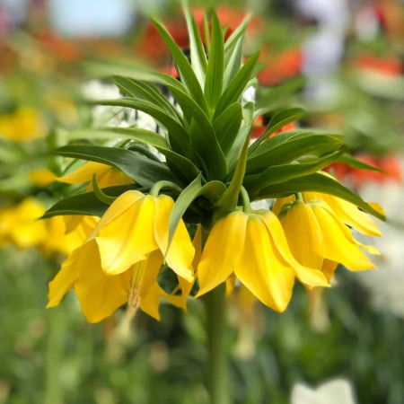 Фритилария Lutea 18/20