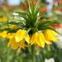 Фритилария Lutea 18/20