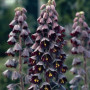 Фритилария Persica 18/20
