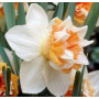 Нарцисс махровый Extravaganza 14/16