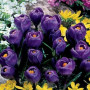 Крокус крупноцветковый Flower Record 10+