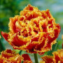Тюльпан махровый бахромчатый Gold Dust 11/12