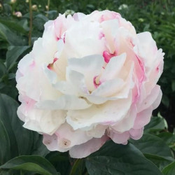 Пион Gardenia 3/5
