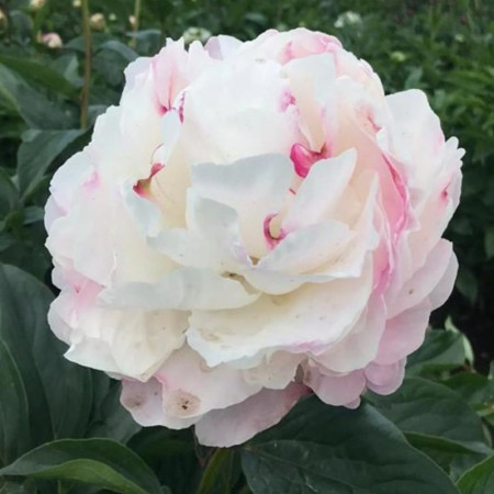 Пион Gardenia 3/5
