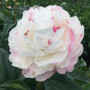 Пион Gardenia 3/5